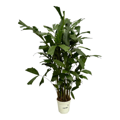 Caryota Mitis - Height 120 cm - Pot size 19cm