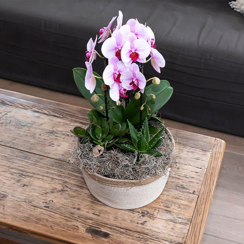 Roze Orchidee - Niagara Fall - potmaat 9cm