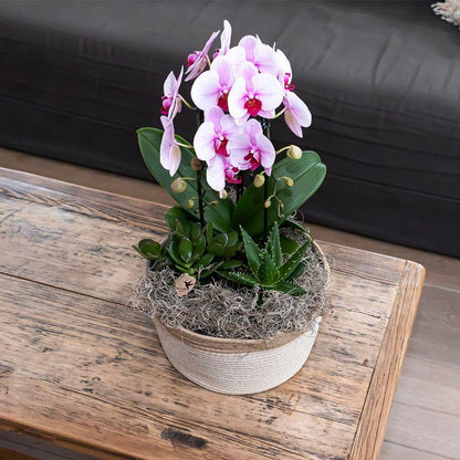 Roze Orchidee - Niagara Fall - potmaat 9cm