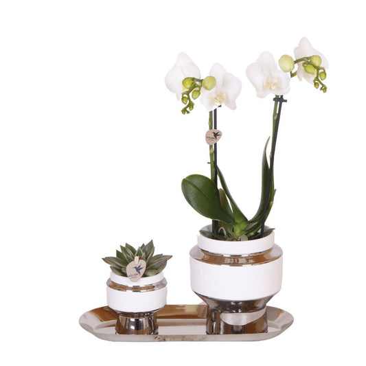 Set White Orchid and Succulent on ~Silver Tray