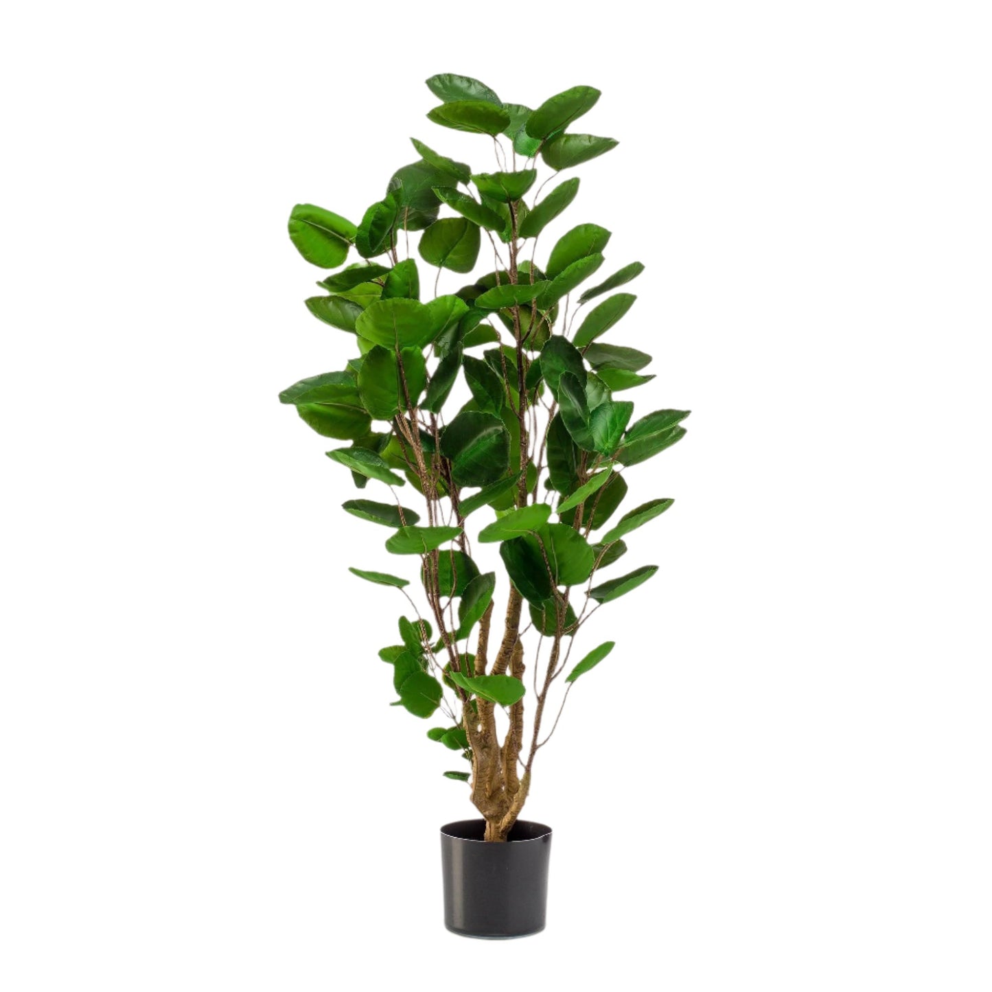 Artificial plant - Polyscias - Aralia - 105 cm