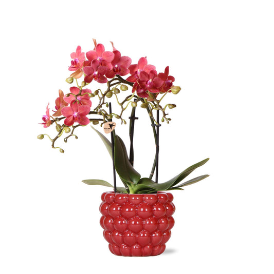 Red Orchids Congo + Berry pot size 9cm / 40cm height