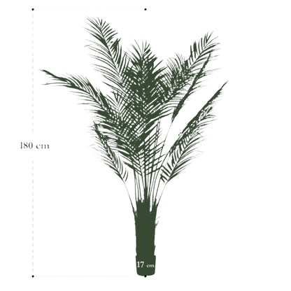 Artificial Tree - Areca Lutescens - Gold palm - 180 cm