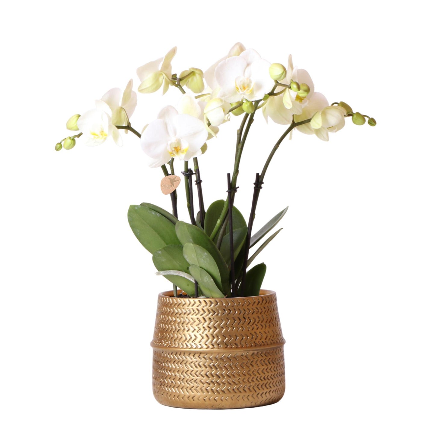 White Jewel Ghent Orchid in Gold Groove Pot - Pot Size 12cm