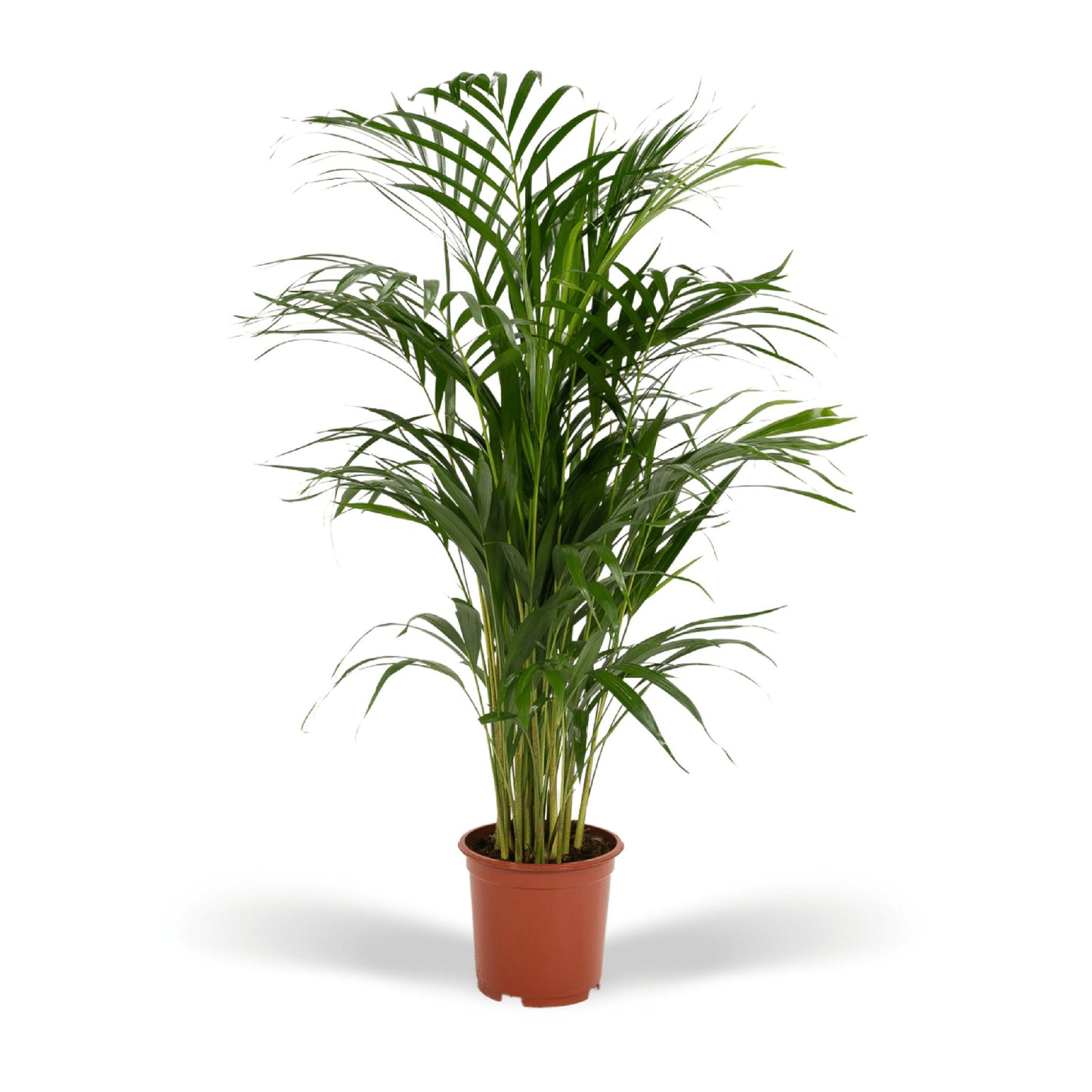 Areca Palm - Height 85 cm - Pot size 19 cm