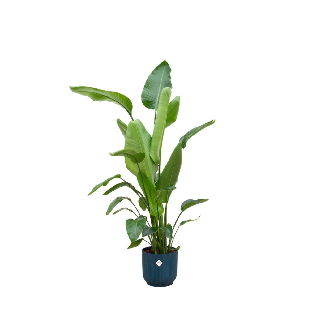 Strelitzia Nicolai + Elho Vibes Fold Rond blauw - 160 cm - 30 cm