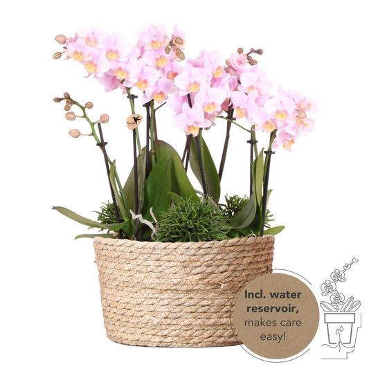 Pink Plant Set in Reed Basket | Pink Orchids + Green Plants with Water Reservoir