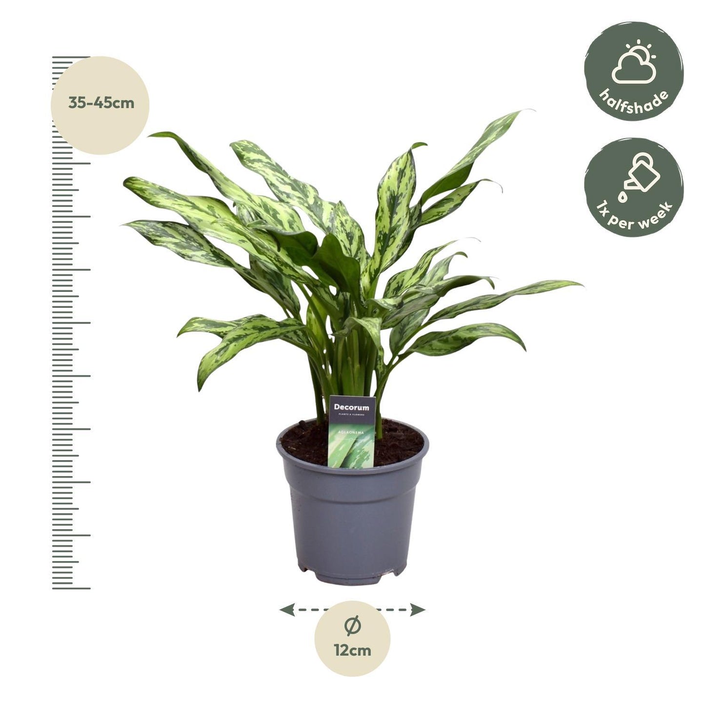 Aglaonema Juliette - Height 40 cm - Pot size 12 cm