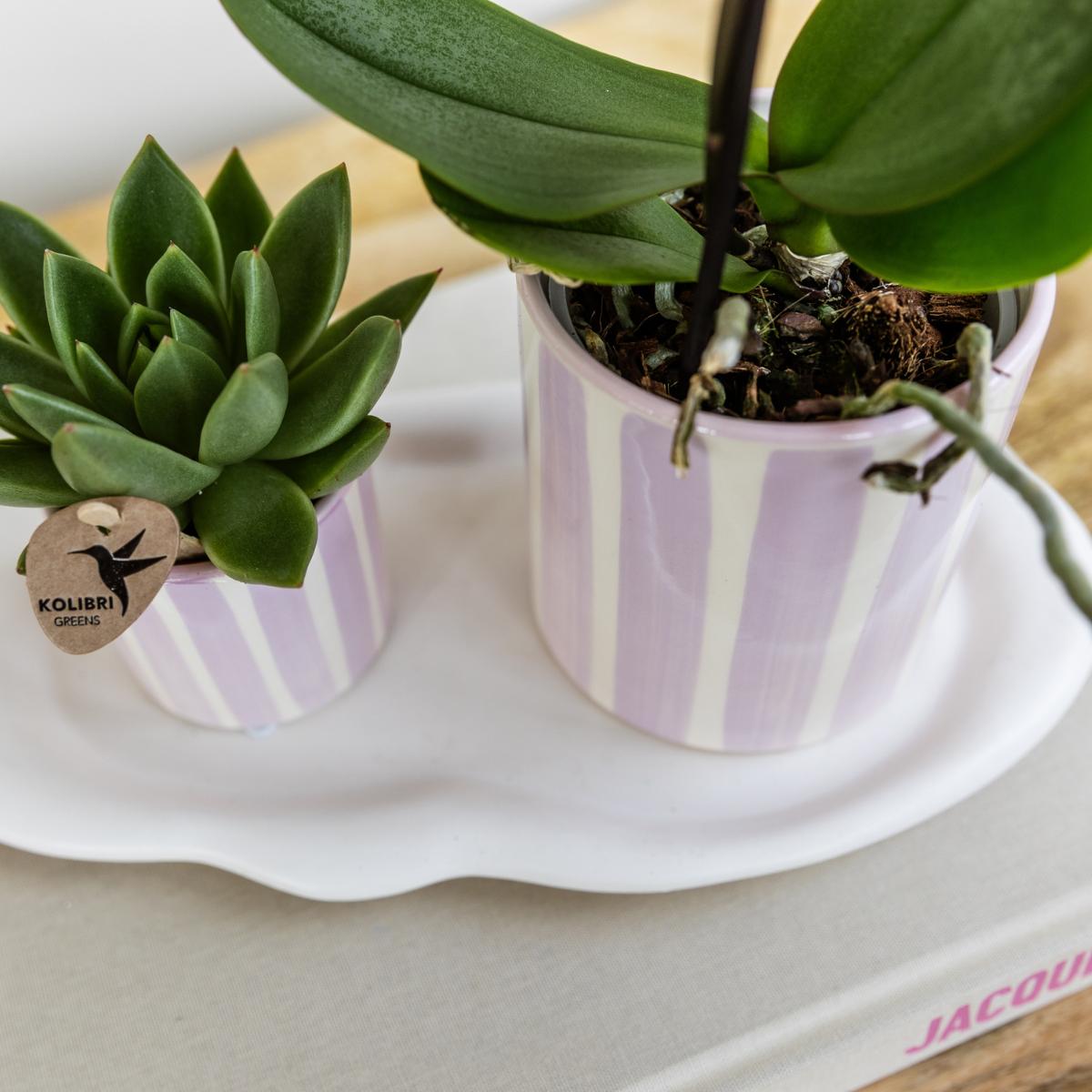 Gift Set Mediterranean Sunset Green Plant with Pink Orchid Andorra in Painted Stripe Decorative Pots on White Organic Tray