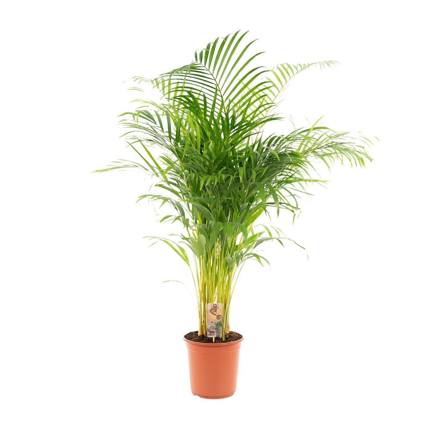 Areca Palm Tree - Height 130 cm - Pot size 24cm