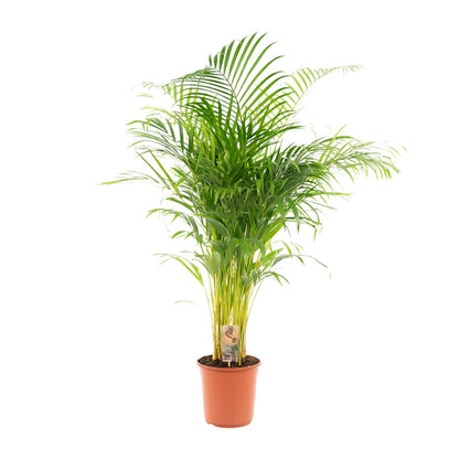 Areca Palm Tree - Height 130 cm - Pot size 24cm