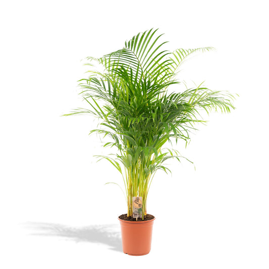 Areca Palmboom - Hoogte 130 cm - Potmaat 24cm