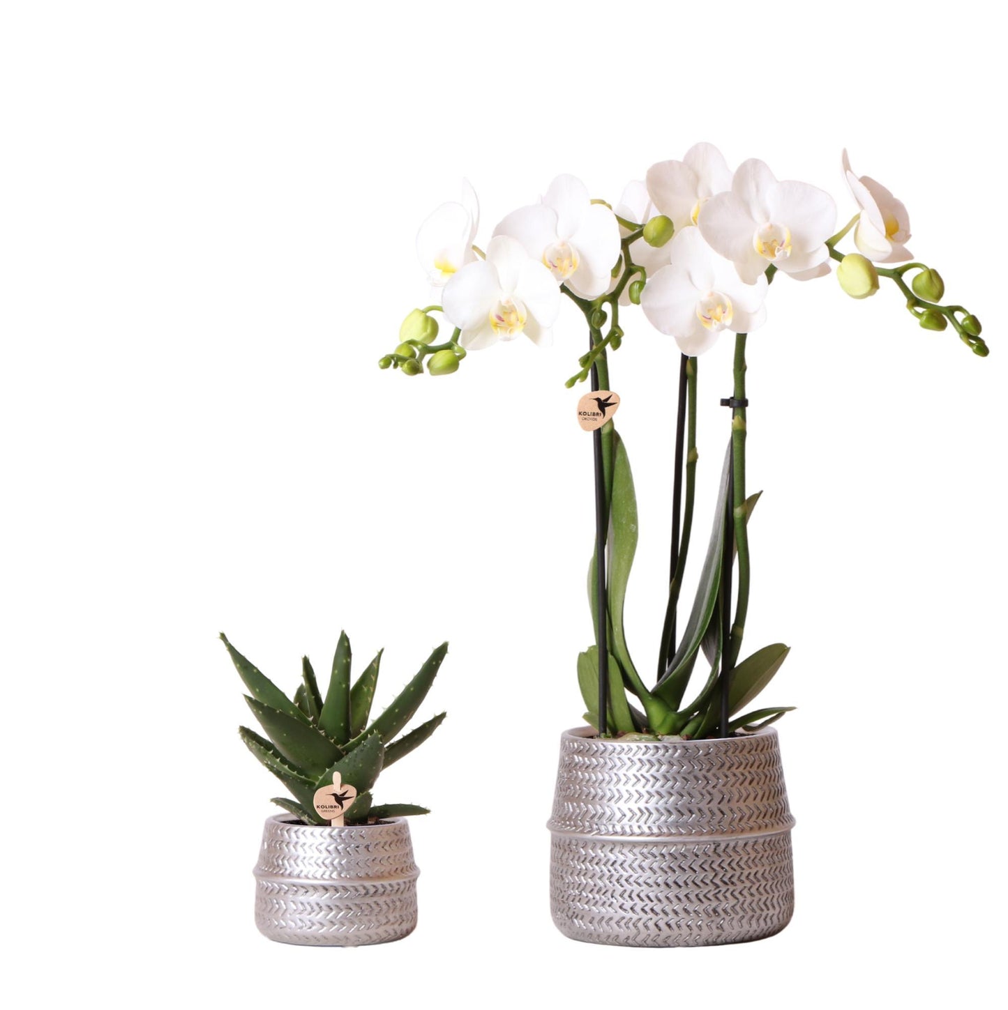 Groove Silver Set - Witte Phalaenopsis Orchideeën - Amabilis pot 9cm en Succulent Aloe Brevifolia 6cm | incl. keramische potten