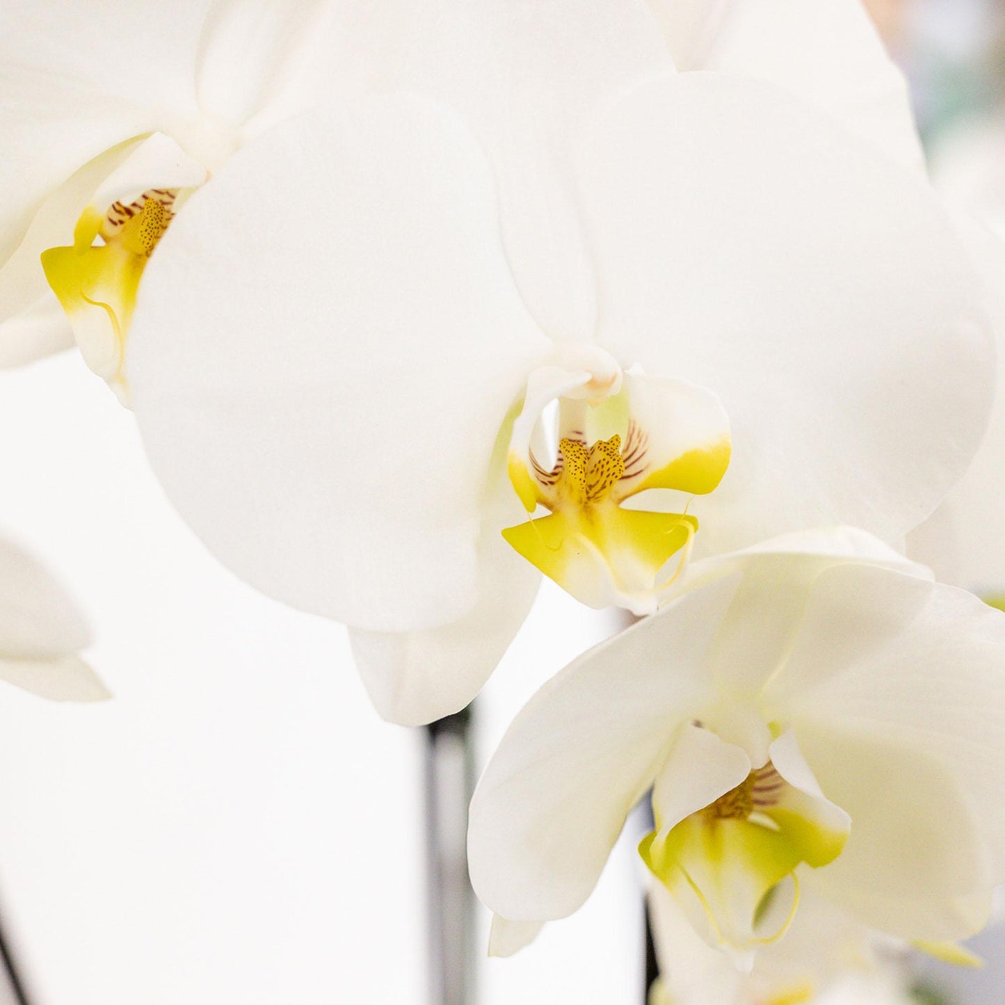 Plant Set in Cotton Basket - Three White Orchids and Three Green Plants - Field Bouquet White with Self-Sustaining Water Reservoir