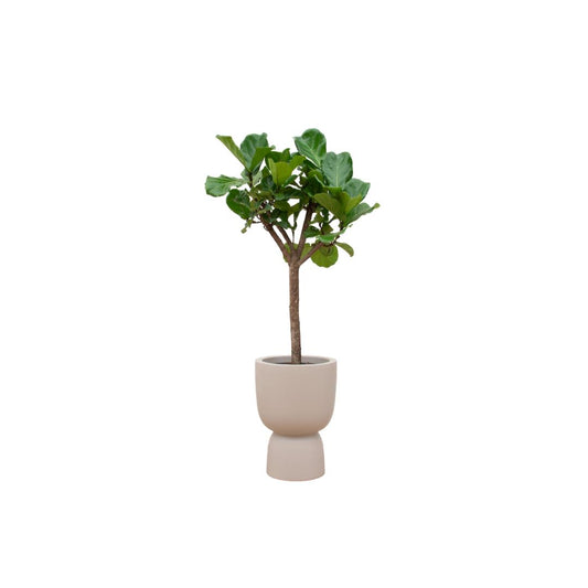 Combo deal - Ficus Lyrata tree + Elho Pure Coupe beige 41 cm - 210 cm