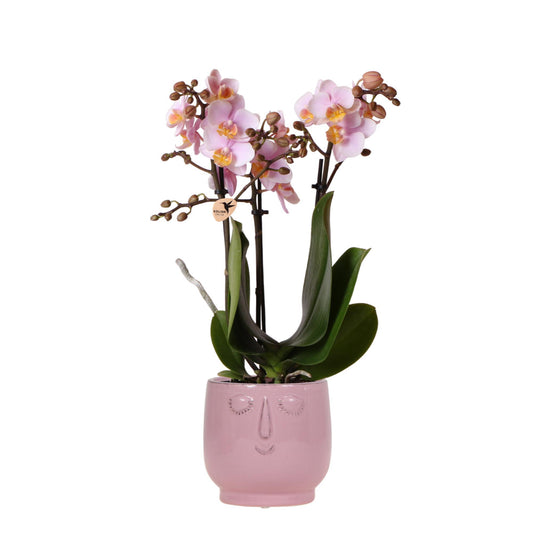 Roze Orchidee – Andorra + Happy Face Roze Decoratieve Pot – Potmaat 9cm – Hoogte 40cm