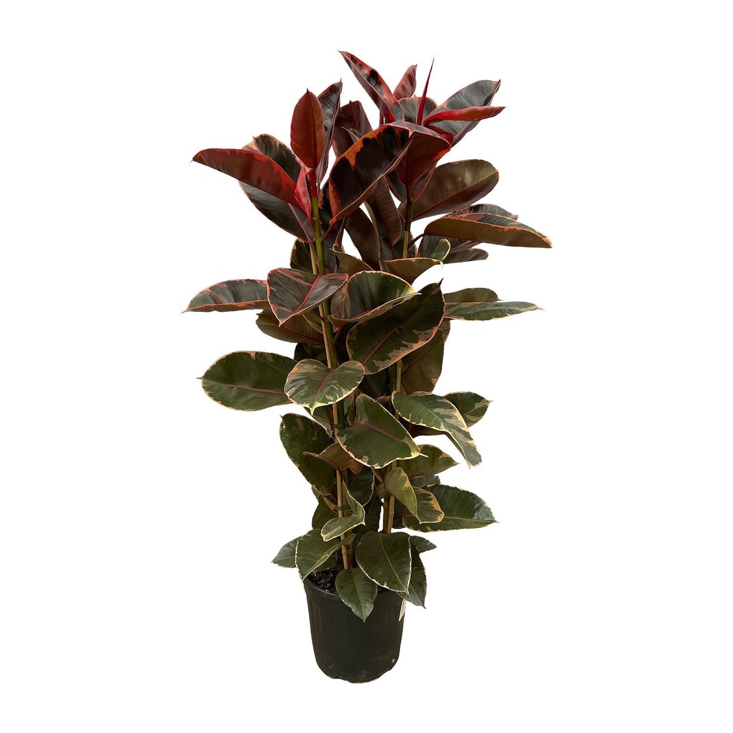 Ficus Elastica Belize Shrub - Height 170 cm - Pot size 29 cm