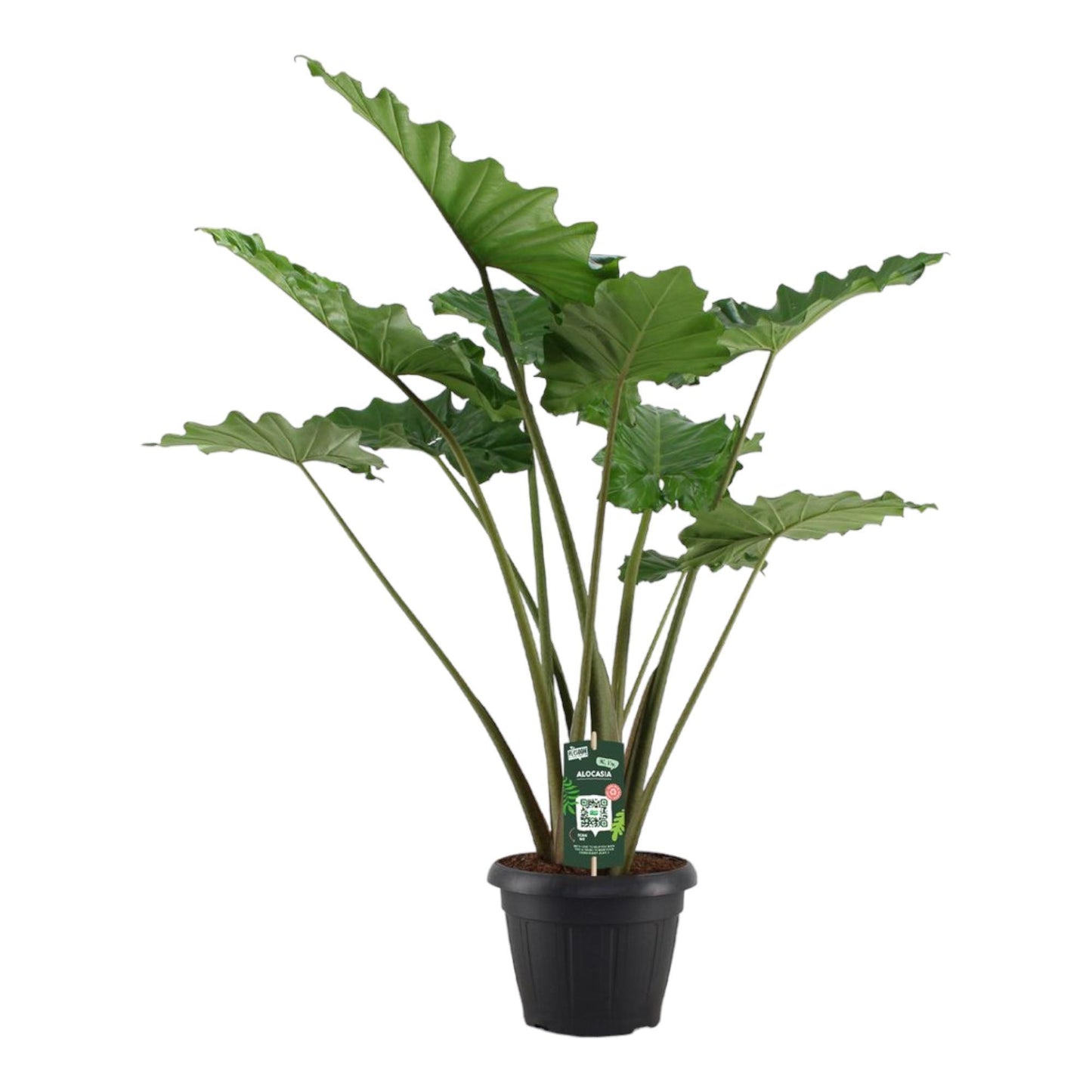 Alocasia Portodora - Height 140 cm - Pot size 34 cm