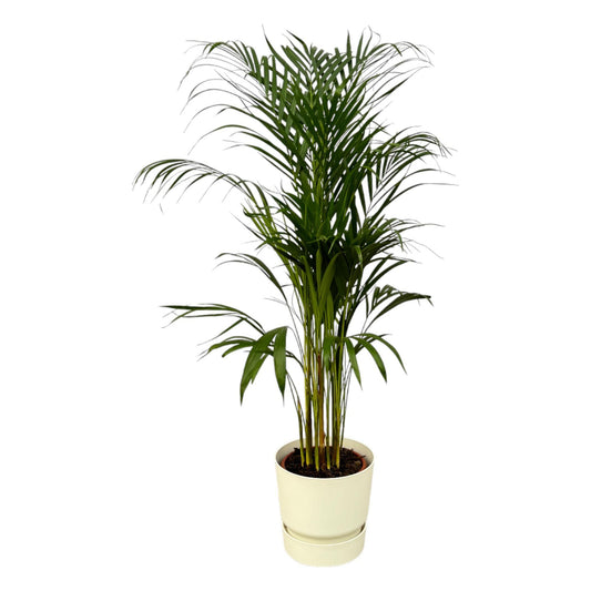 Areca Palm Tree - height: 110cm - Incl Elho Greenville Round Pot - White D24xH23