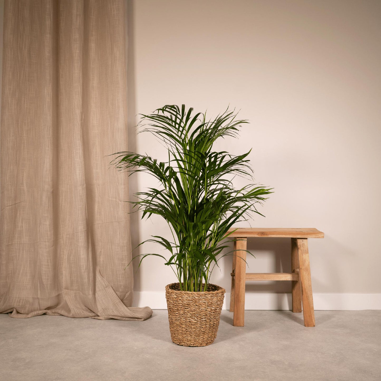 Areca Palm - Height 85 cm - Pot size 19 cm