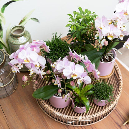 Complete Plantenset Goud Voet Roze - Groene Plantenset met Roze Orchidee incl. Keramische Potten en Accessoires