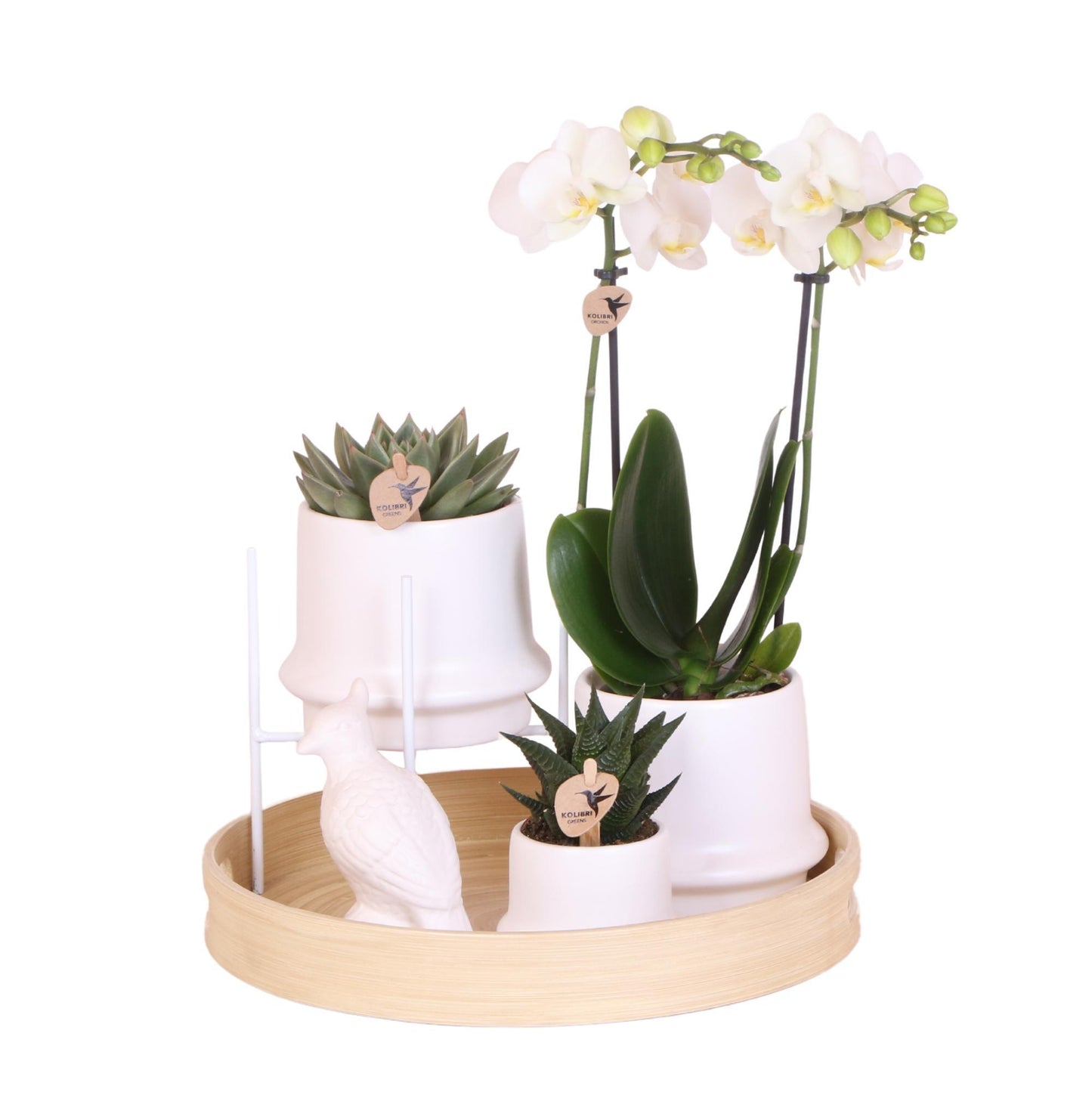 Gift Set Inner Retreat - Plant Set with White Orchid and Succulents incl. Ceramic Pots