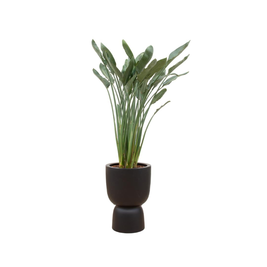 Strelitzia Reginae + Elho Pure Coupe black 41 cm - 190 cm