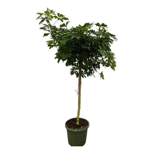 Schefflera Nora Stem - Hoogte 220 cm - Potmaat 45cm