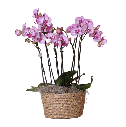 Complete Orchid set in Reed Basket - three Melody orchids in wicker bowl + watering system - 30cm