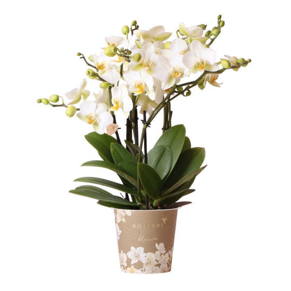 Witte Orchidee - Lausanne - Potmaat 12 cm