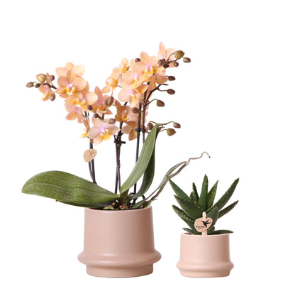 Plantenset Ringpot zand | Set met geurende orchidee 9cm en groene planten Succulent Aloe Brevifolia 6cm + zandkleurige sierpotten