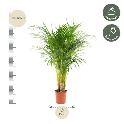 Areca Palm Tree - Height 110 cm - Pot size 21cm