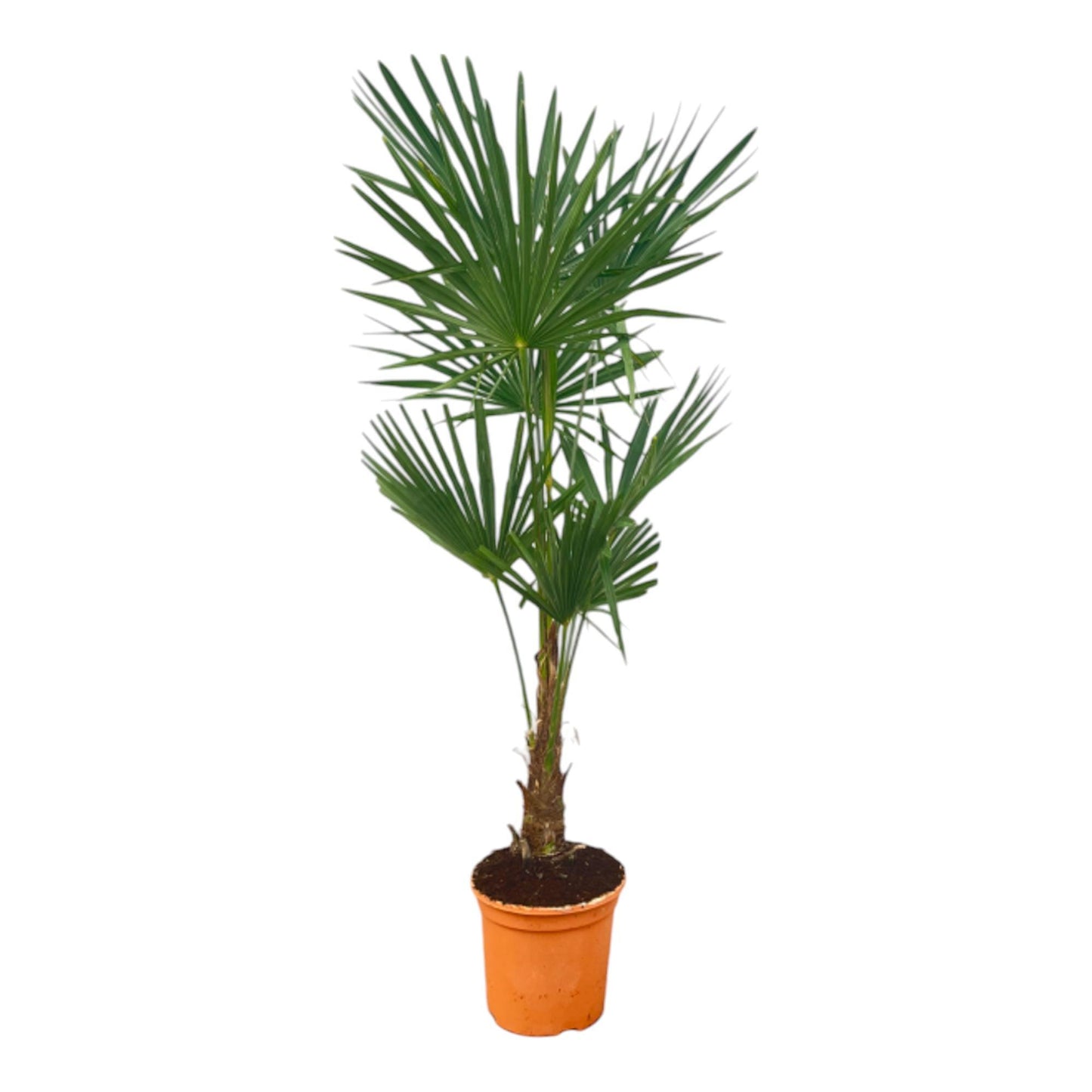 Trachycarpus Fortuneii - 150 cm - 25cm