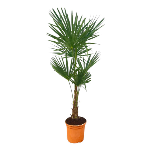 Trachycarpus Fortuneii - 150 cm - 25 cm