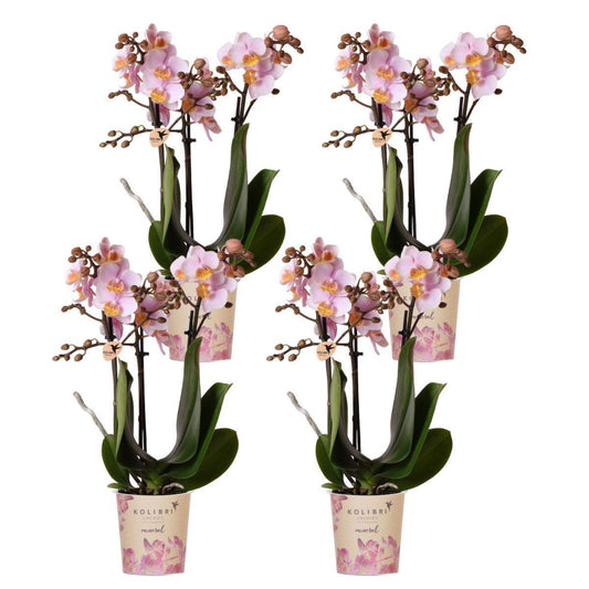 COMBI DEAL of 4 Pink Orchids - Andorra - pot size 9cm