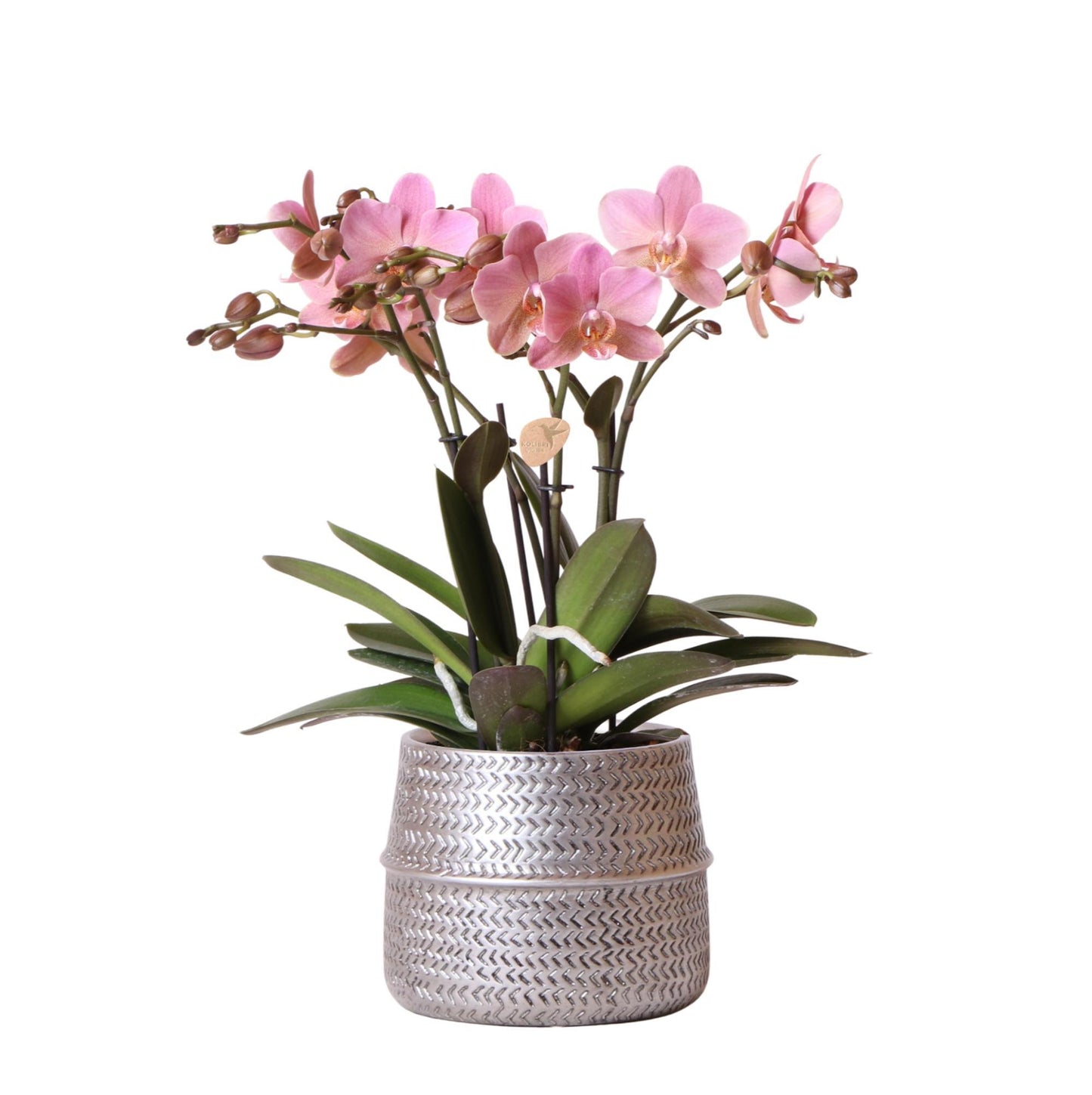 Roze Orchidee – Treviso in Zilveren Groef Pot – Potmaat 12cm – Hoogte 35cm