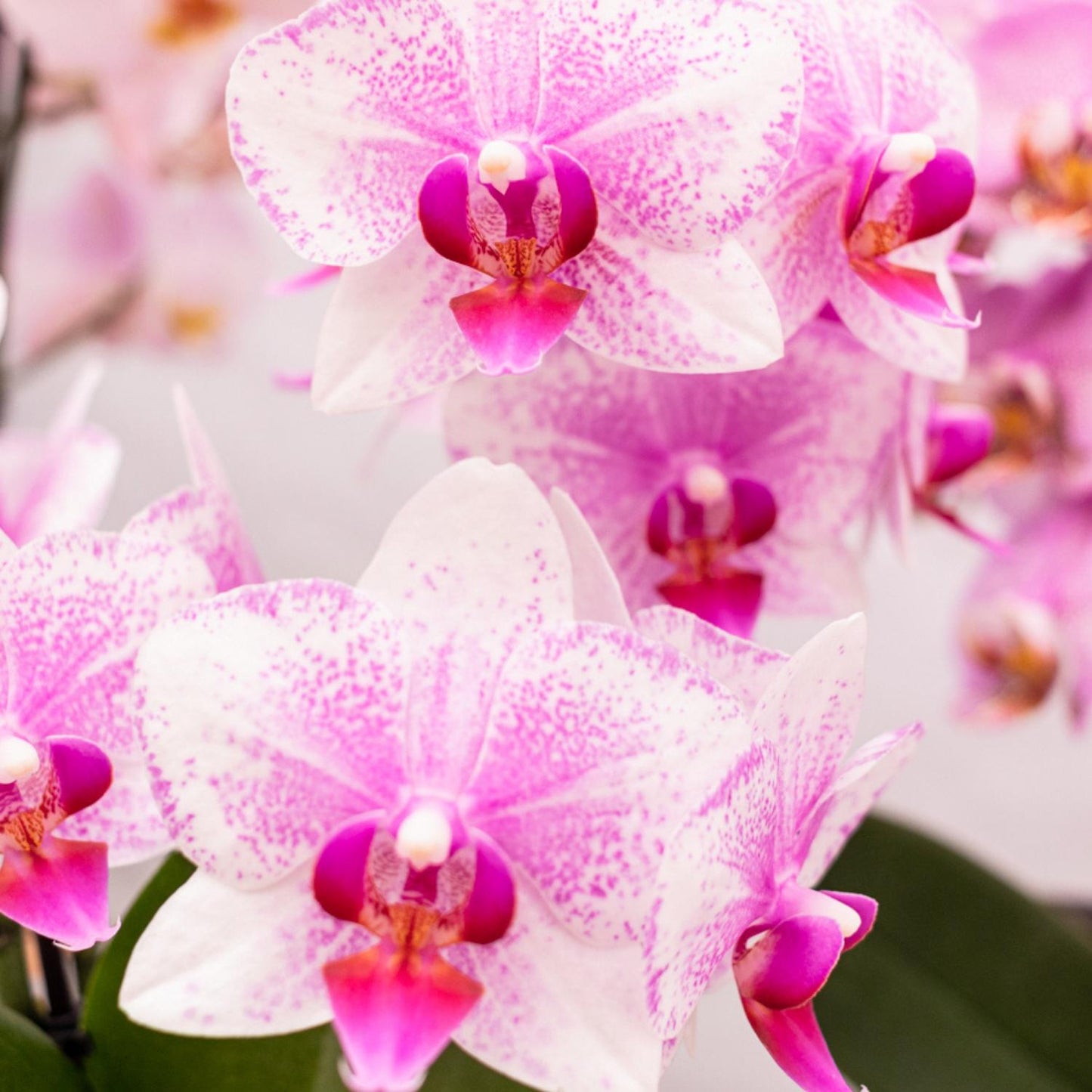 Roze Orchideeën - Mineral Rotterdam - potmaat 9cm