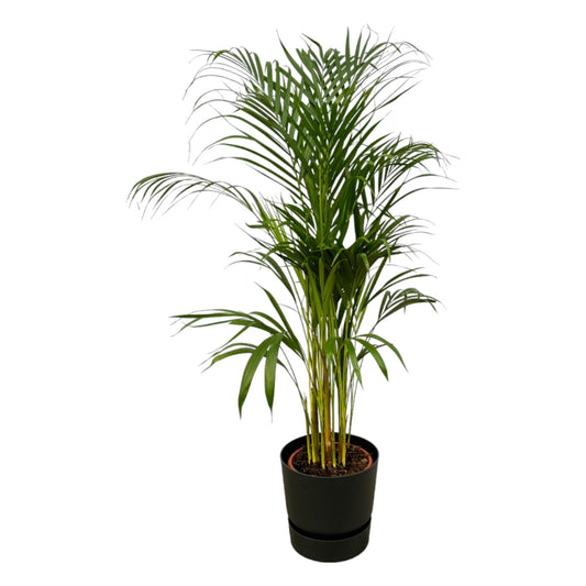 Areca Palm - Hoogte 110 cm + Elho Pot Greenville Rond zwart D24xH23