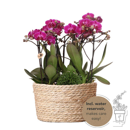 Plantenset in rieten mand - Drie paarse orchideeën Morelia 9cm + drie groene planten Rhipsalis - Jungle Bouquet paars incl. zelfvoorzienend waterreservoir