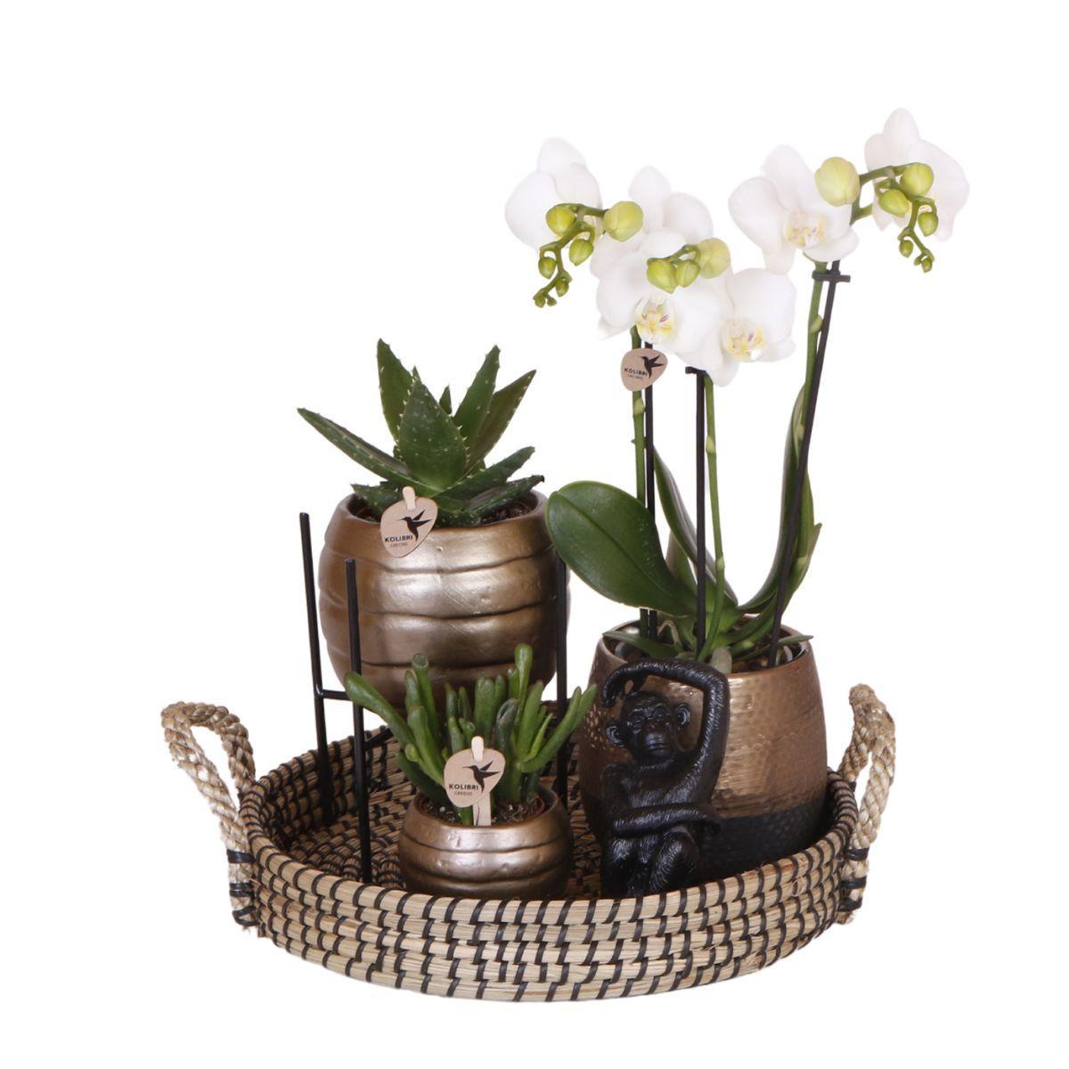 Gift set Home Hub - Set of Orchids en Succulents incl. Ceramic Pots