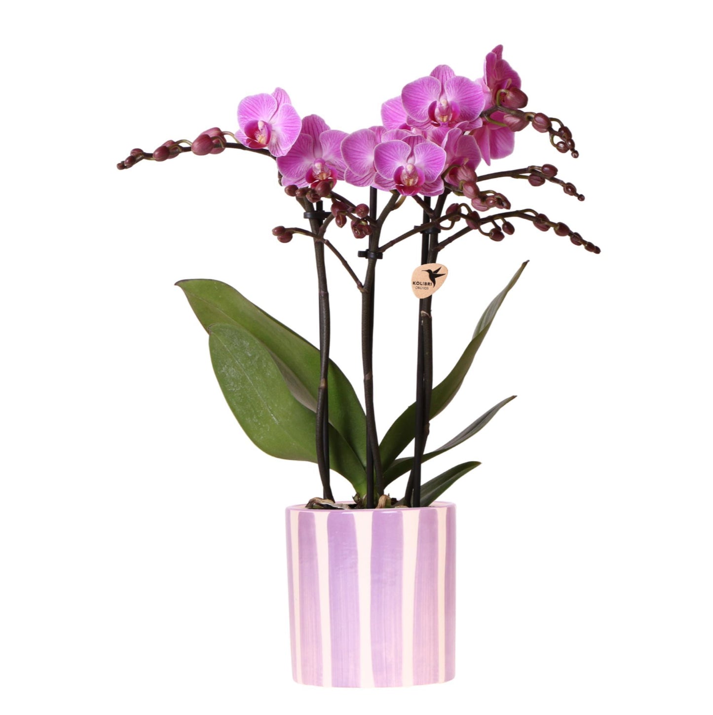 Paarse Orchidee Wenen + Lila Gestreepte Pot - Potmaat 9cm