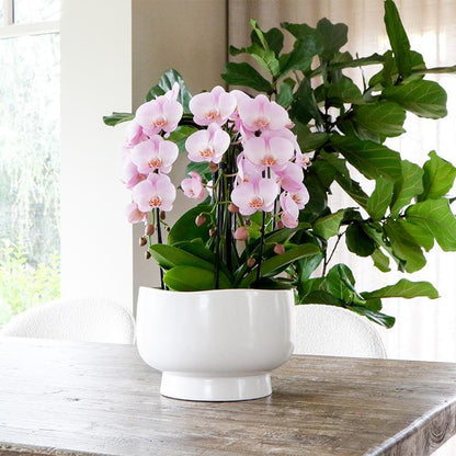 Pink Plant Set in Scandic Dish - Three Pink Orchids + Three Green Plants - Field Bouquet Pink + Self-Sustaining Water Reservoir