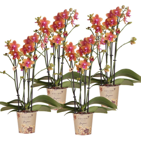 COMBI DEAL of 4 fragrant orange Orchids - pot size 12cm