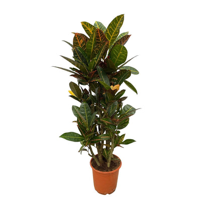 Codiaeum (Croton) Petra vertakt - Height 100 cm - Pot size 21 cm