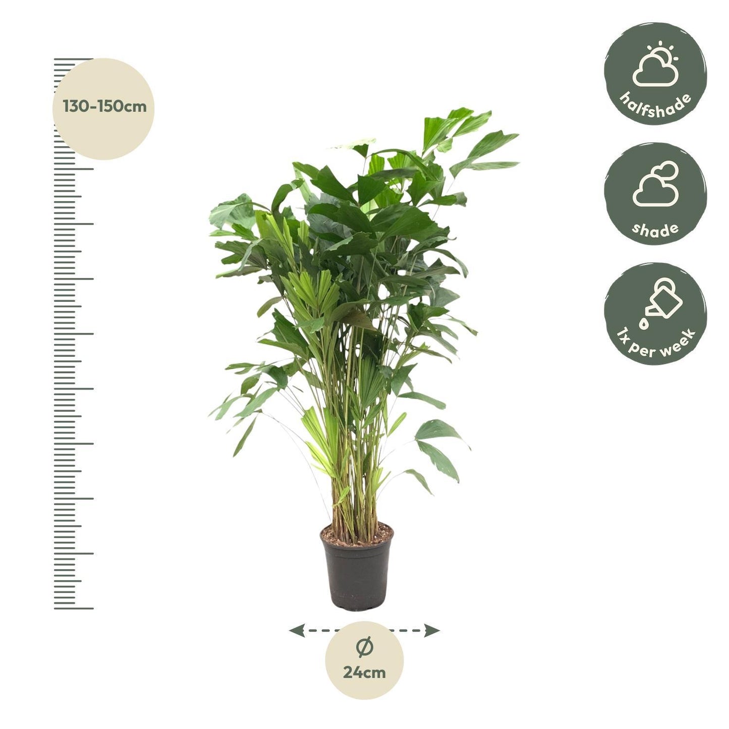 Caryota Mitis - Height 140 cm - Pot size 24 cm