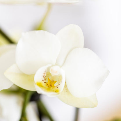 Plant set Star Fish small - White Orchid Lausanne + Succulent Incl. ceramic pots + white organic tray