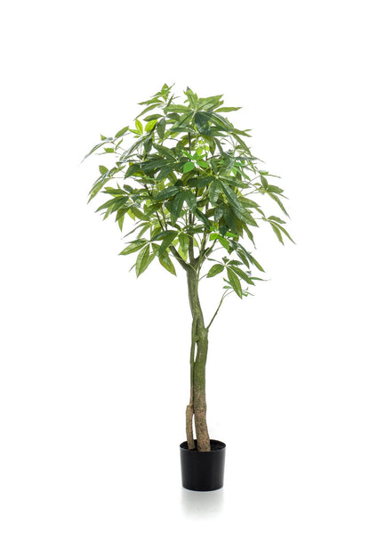 Artificial Tree - Pachira Aquatica - Money Tree - 150 cm up to 180 cm