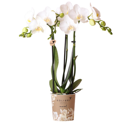 Witte Orchidee - Amabilis - potmaat 9cm