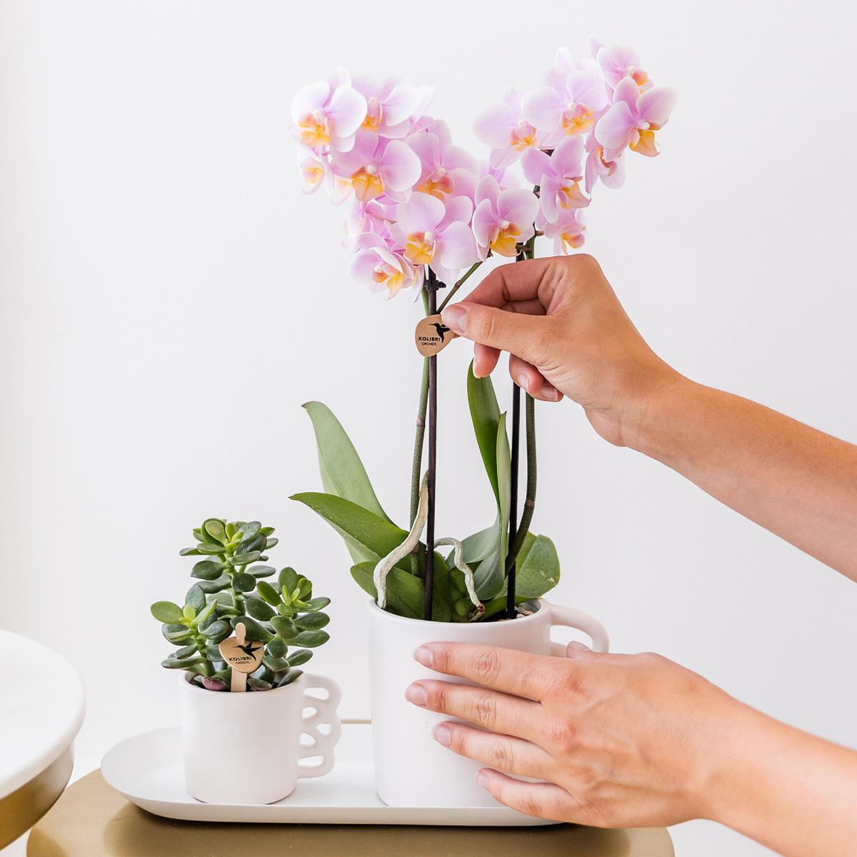 Caja de beneficios para plantas: caja sorpresa con 4 orquídeas diferentes