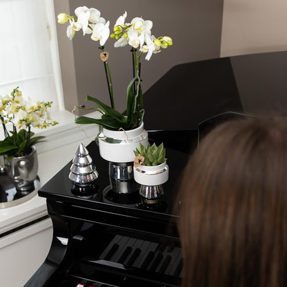 White Orchids and Succulents Set on a silver tray